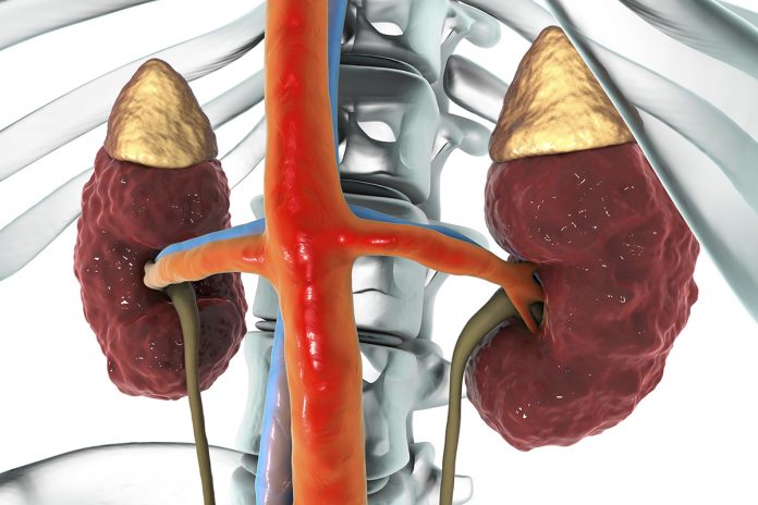 Healthy life and healthy kidneys